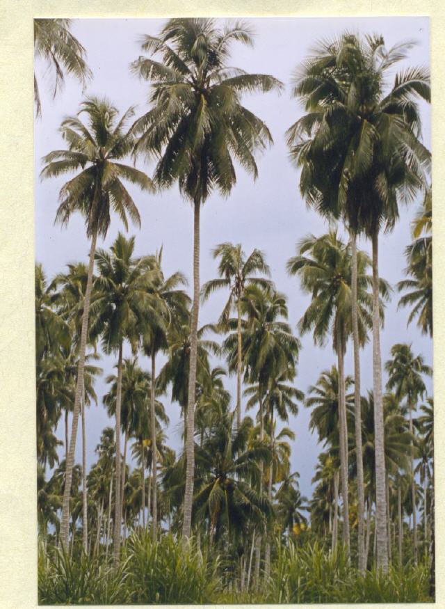 Kokospalmen